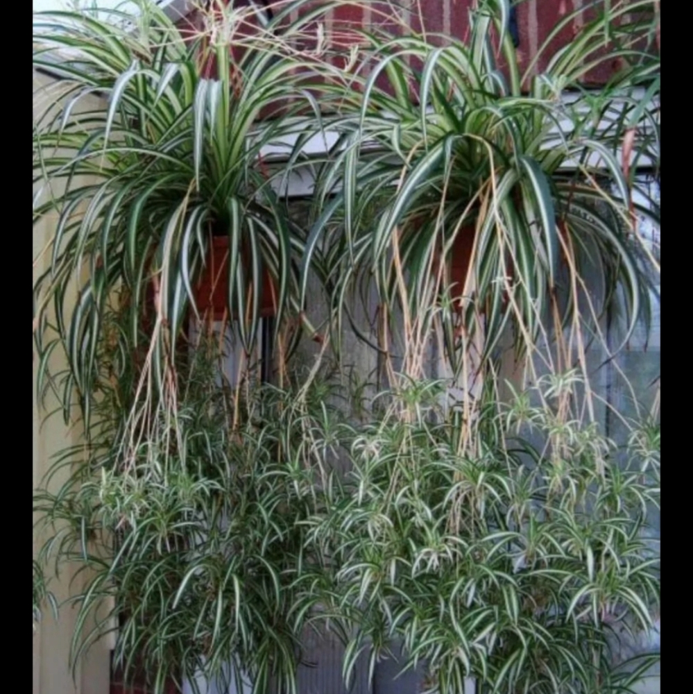 HUGE Spider plants live variegated green